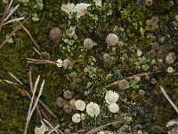Cladonia chlorophaea 4, Fijn bekermos, Saxifraga-Jan van der Straaten