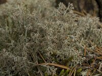 Cladonia ciliata