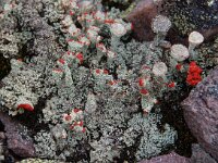 Cladonia coccifera, Red Pixie Cup