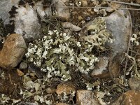 Cladonia convoluta