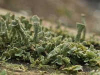 Cladonia fimbriata 07, Kopjes-bekermos, AHB  Kopjes-bekermos - Cladonia fimbriata Hardenberg op 17 februari 2018 Validatie Koen Verhoogt Zie https://waarneming.nl/waarneming/view/148918581