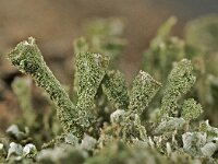 Cladonia fimbriata 03, Kopjes-bekermos, AHB  Kopjes-bekermos - Cladonia fimbriata Hardenberg op 17 februari 2018 Validatie Koen Verhoogt Zie https://waarneming.nl/waarneming/view/148918581