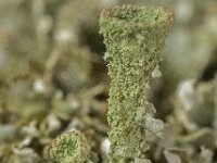 Cladonia fimbriata 01, Kopjes-bekermos, AHB  Kopjes-bekermos - Cladonia fimbriata Hardenberg op 17 februari 2018 Validatie Koen Verhoogt Zie https://waarneming.nl/waarneming/view/148918581