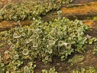 Cladonia fimbriata 05, Kopjes-bekermos, AHB  Kopjes-bekermos - Cladonia fimbriata Hardenberg op 17 februari 2018 Validatie Koen Verhoogt Zie https://waarneming.nl/waarneming/view/148918581