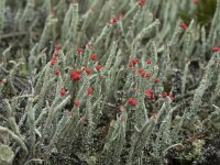 Cladonia floerkeana 17, Rode heidelucifer, Saxifraga-Willem van Kruijsbergen
