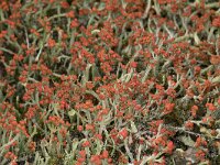 Cladonia floerkeana 9, Rode heidelucifer, Saxifraga-Willem van Kruijsbergen