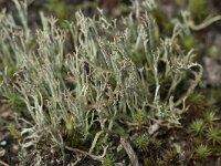 Cladonia furcata