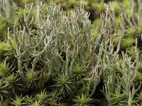 Cladonia furcata 3, Gevorkt heidestaartje, Saxifraga-Willem van Kruijsbergen