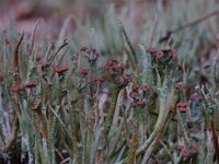 Cladonia gracilis