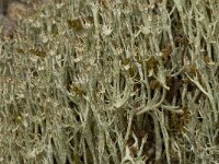 Cladonia gracilis 4, Girafje, Saxifraga-Willem van Kruijsbergen