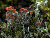 Cladonia macilenta