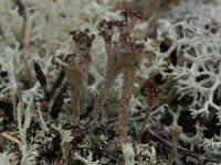 Cladonia merochlorophaea