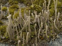 Cladonia ochrochlora