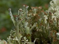 Cladonia peziziformis