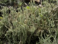 Cladonia ramulosa 11, Rafelig bekermos, Saxifraga-Willem van Kruijsbergen