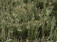 Cladonia ramulosa 15, Rafelig bekermos, Saxifraga-Willem van Kruijsbergen
