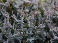 Cladonia ramulosa 2, Rafelig bekermos, Saxifraga-Willem van Kruijsbergen