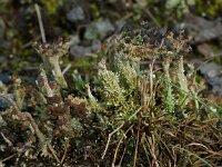 Cladonia ramulosa 5, Rafelig bekermos, Saxifraga-Willem van Kruijsbergen