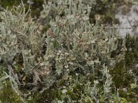 Cladonia ramulosa 8, Rafelig bekermos, Saxifraga-Willem van Kruijsbergen