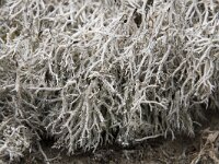 Cladonia rangiformis