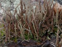 Cladonia rei
