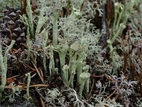 Cladonia sulphurina