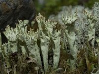 Cladonia sulphurina 8, Geel bekermos, Saxifraga-Willem van Kruijsbergen