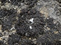 Cornicularia normoerica