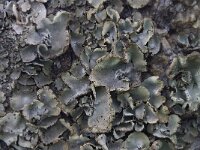 Dermatocarpon miniatum 4, Saxifraga-Willem van Kruijsbergen