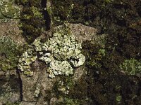 Felhanera viridisorediata