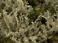 Flavocetraria cucullata 4, Saxifraga-Willem van Kruijsbergen