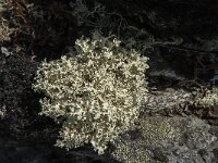 Flavocetraria nivalis 12, Bleekgeel boerenkoolmos, Saxifraga-Jan van der Straaten