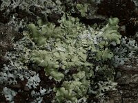 Flavoparmelia caperata