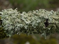 Flavoparmelia caperata 3, Bosschildmos, Saxifraga-Willem van Kruijsbergen