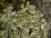 Flavoparmelia caperata 5, Bosschildmos, Saxifraga-Willem van Kruijsbergen