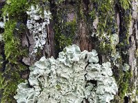 Common greenshield lichen (Flavoparmelia caperata)  Common greenshield lichen (Flavoparmelia caperata) : Common greenshield lichen, common greenshield, lichen, lichens, Flavoparmelia caperata, bark, tree, greenish, yellowish, flora, floral, nature, natural, outside, outdoors, outdoor, no people, nobody, growth