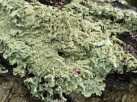 Flavoparmelia soredians