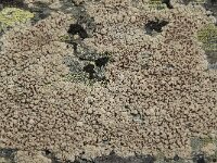 Haematomma ochroleucum