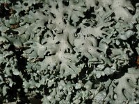 Hypogymnia tubulosa