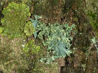 Hypotrachyna afrorevoluta 03, Grofgebogen Schildmos, AHB  Grofgebogen Schildmos, Hypotrachyna afrorevoluta Hardenberg op 10 januari 2018