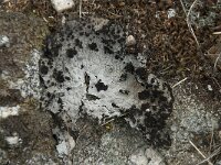 Lasallia pustulata 4, Saxifraga-Willem van Kruijsbergen