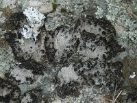 Lasallia pustulata 7, Saxifraga-Willem van Kruijsbergen