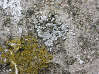 Lecanora albescens