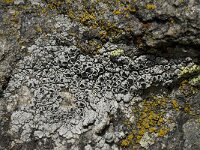 Lecanora argentea