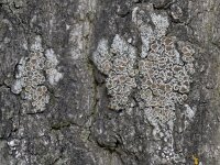 Lecanora chlarotera