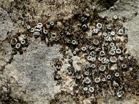 Lecanora dispersa 2, Verborgen schotelkorst, Saxifraga-Jan van der Straaten