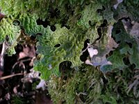 Lobaria pulmonaria