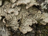 Lobaria scrobiculata