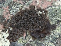 Melanelia panniformis