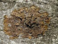 Melanelia subaurifera